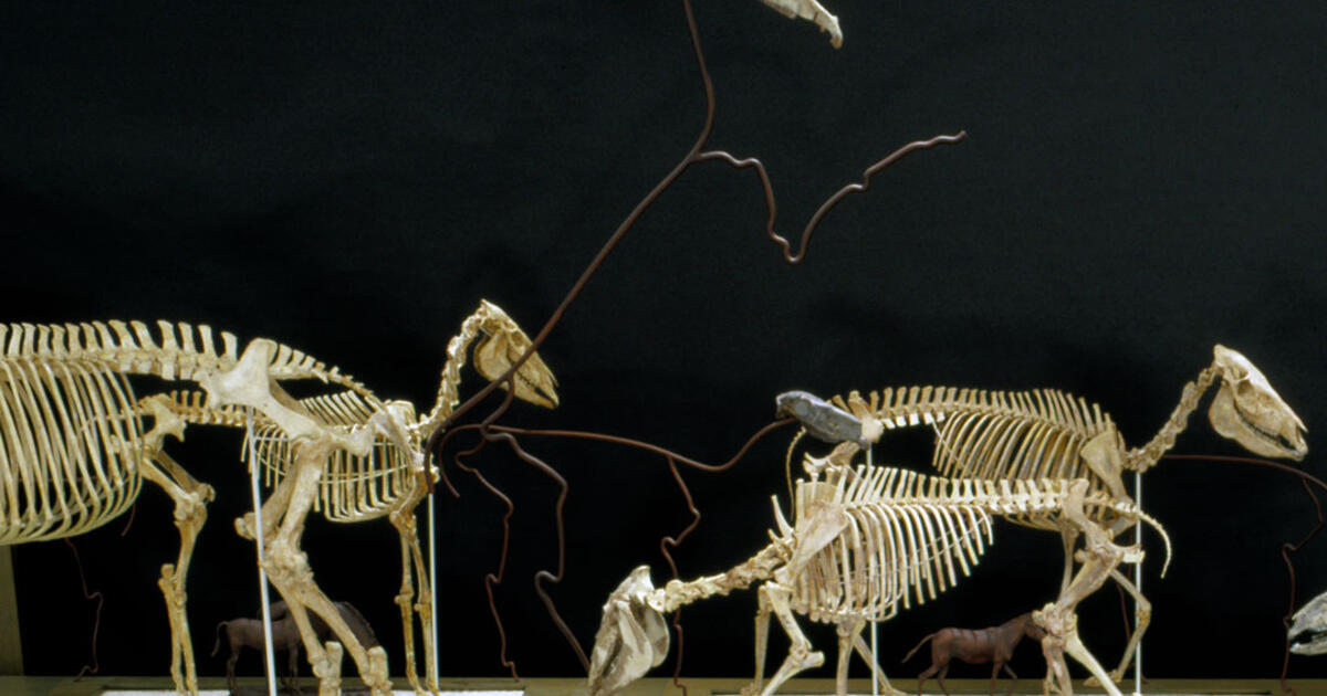 Evolution of Horses AMNH