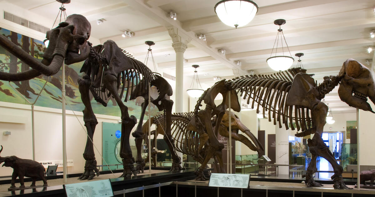 Hall Of Advanced Mammals American Museum Of Natural History