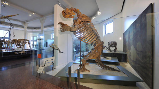 A full skeleton of a giant ground sloth, mounted standing on its two back legs, shown in the Hall of Primitive Mammals.