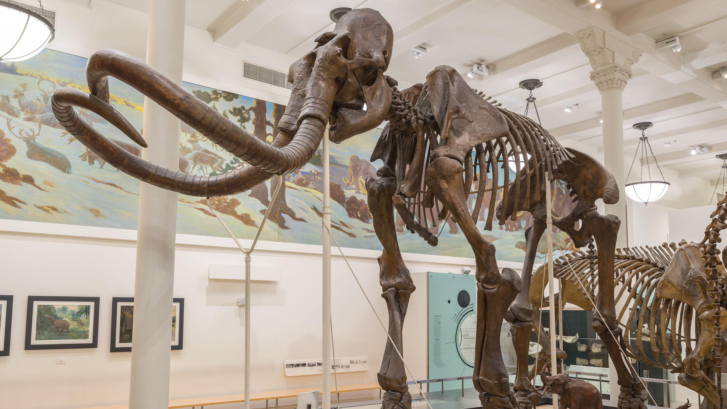 The mammoth fossil skeleton mount on display in the Hall of Advanced Mammals with a model of an elephant for scale below it.