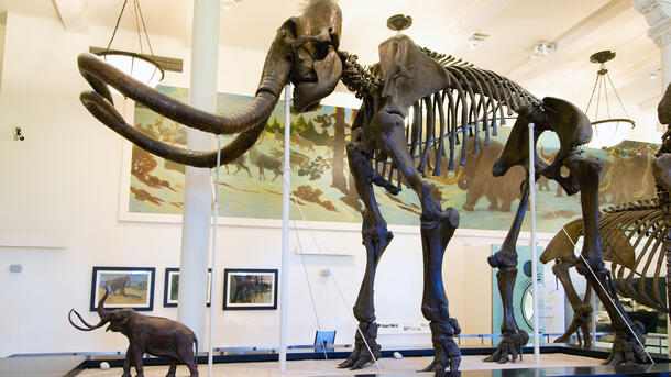 The mammoth fossil skeleton on display in the Hall of Advanced Mammals is mounted next to a model of an elephant for scale.