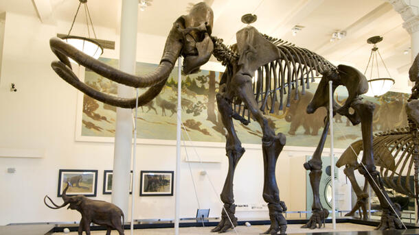 A sideview of a full mammoth skeleton in the Hall of Advanced Mammals, facing left.