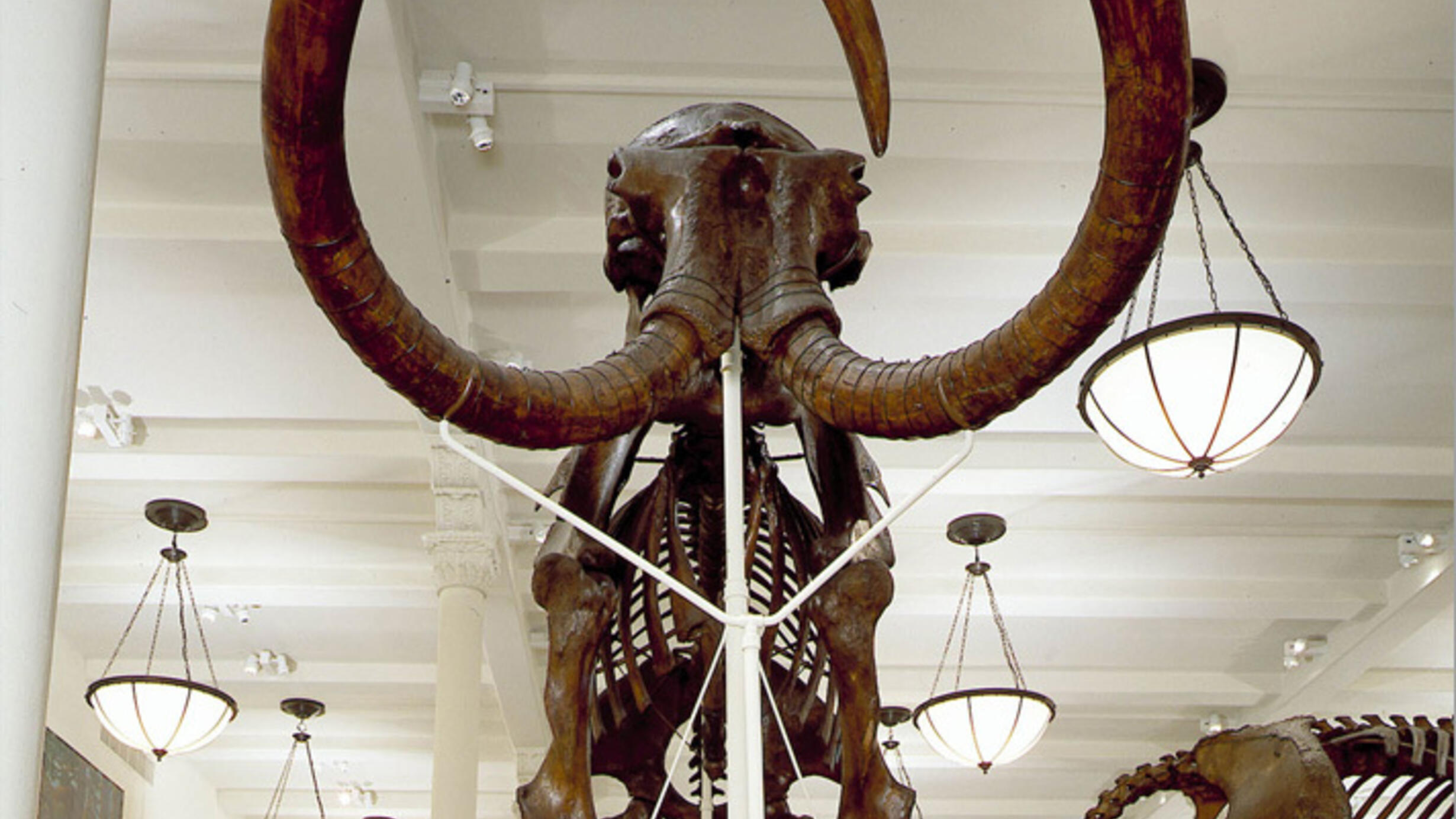 Front view of the Museum's mammoth fossil focusing on the creature's massive curved tusks.