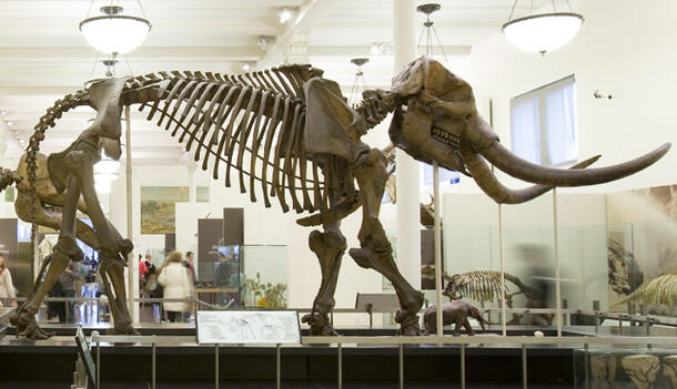 Side view of the Warren mastodon fossil in the Museum's Hall of Advanced Mammals.