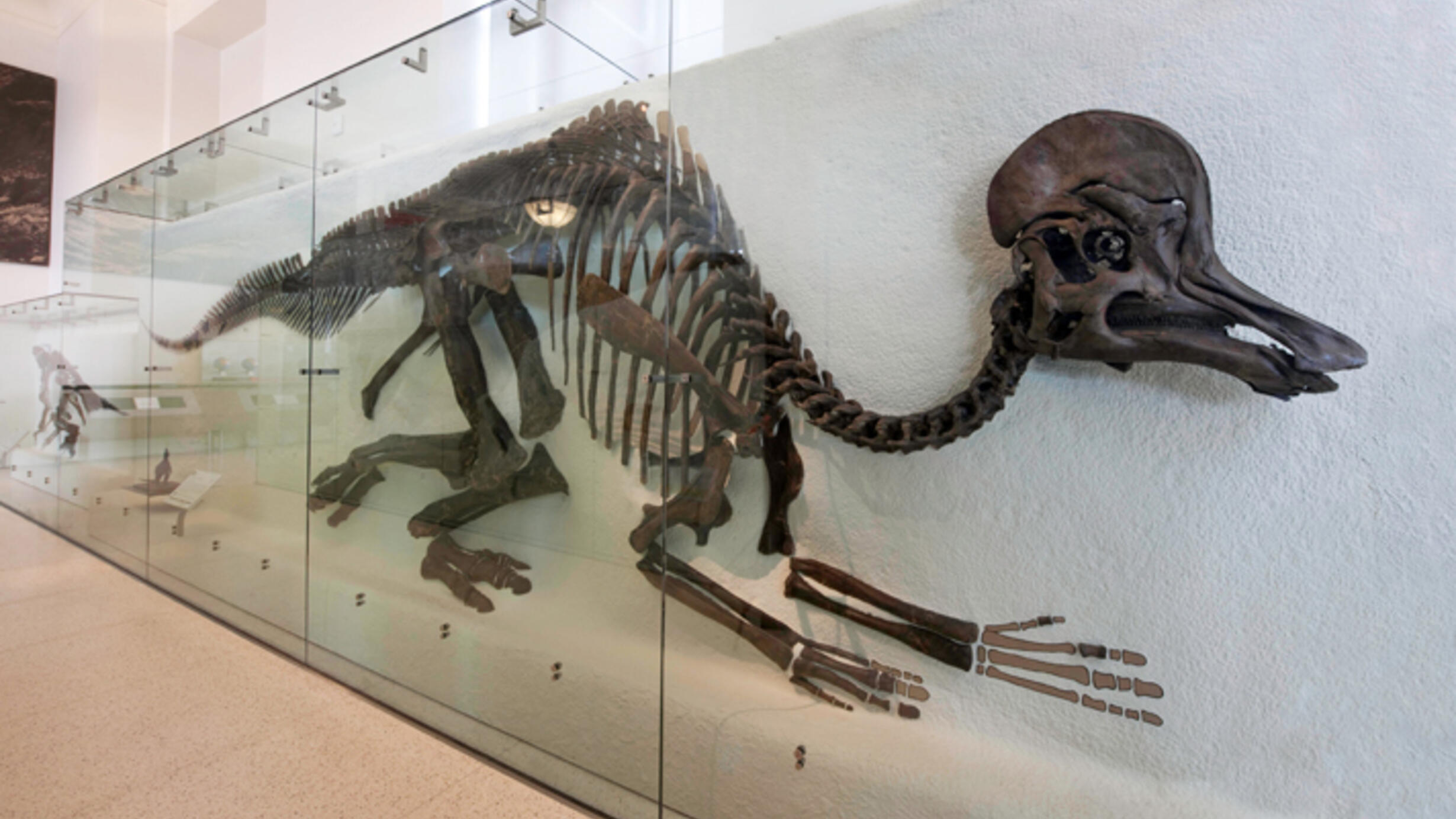 A fossil skeleton of a Corythosaurus shown mounted against a white wall. It has a round helmet-like skull. Several digits are missing from its front limbs and are represented by painted restorations on the wall.