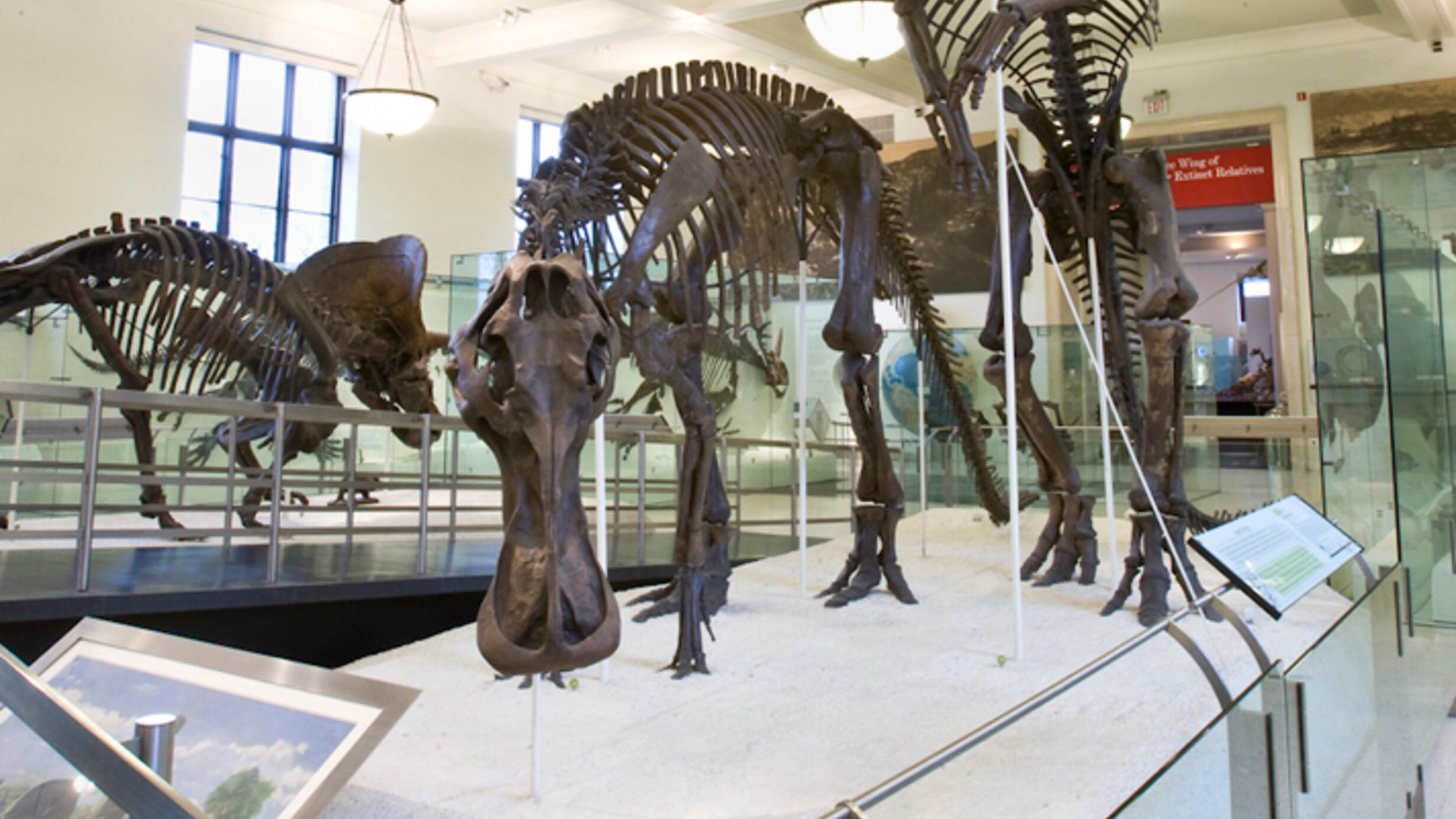 Fossil skeleton of a duck-bill dinosaur mounted to show the animal's skull reaching down toward the ground with its square-shaped bill.