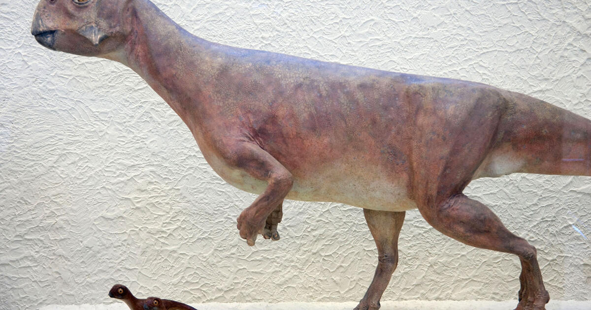 Download Psittacosaurus | AMNH