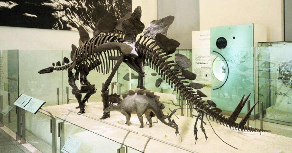 Stegosaurus Fossil Skeleton