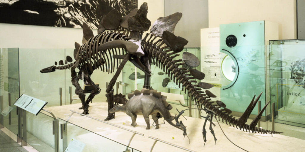 Stegosaurus Fossil Skeleton