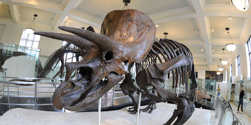Triceratops Fossil Skeleton