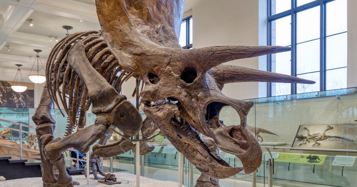 Triceratops Fossil Skeleton | AMNH