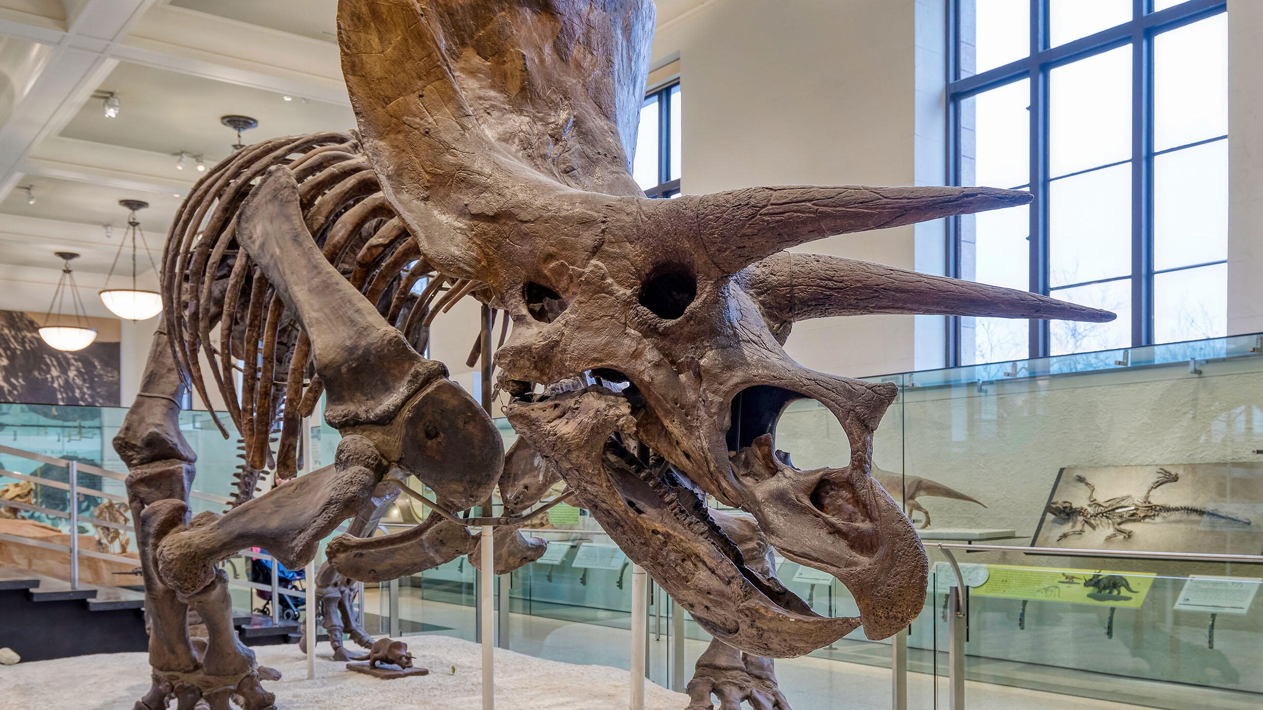 Triceratops fossil mount on display in the Hall of Ornithischian Dinosaurs.