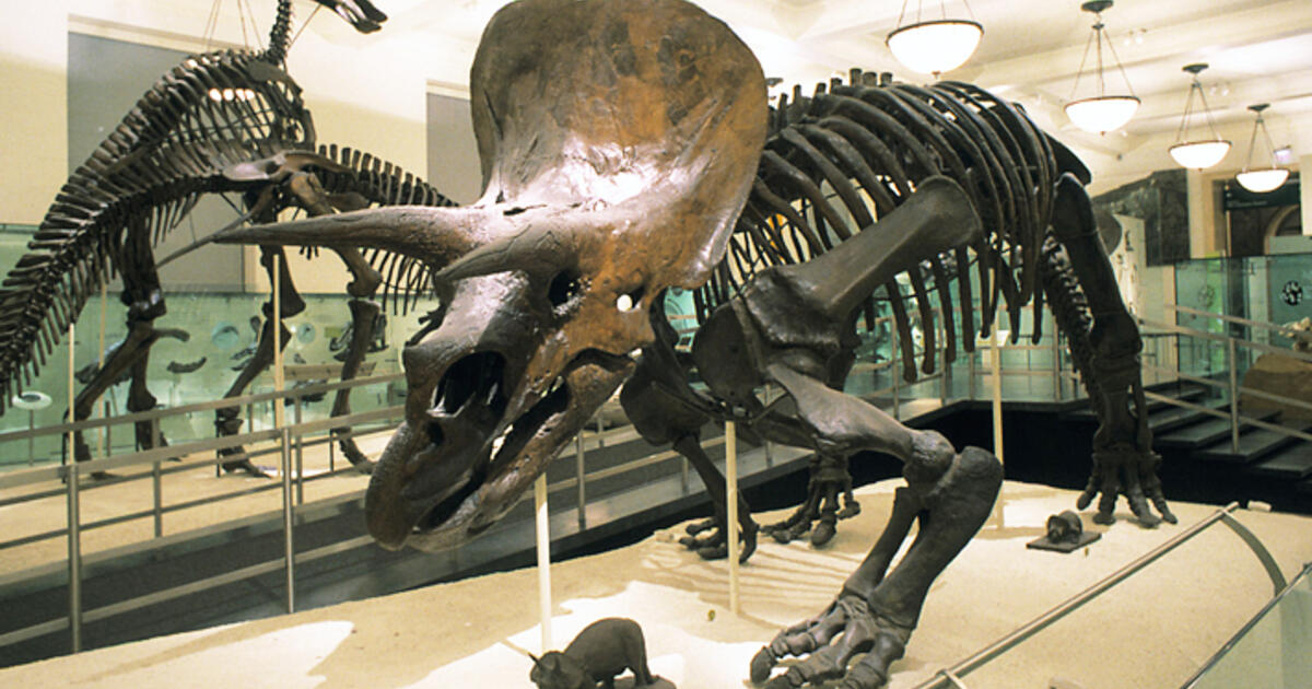 dinosaur fossils near me