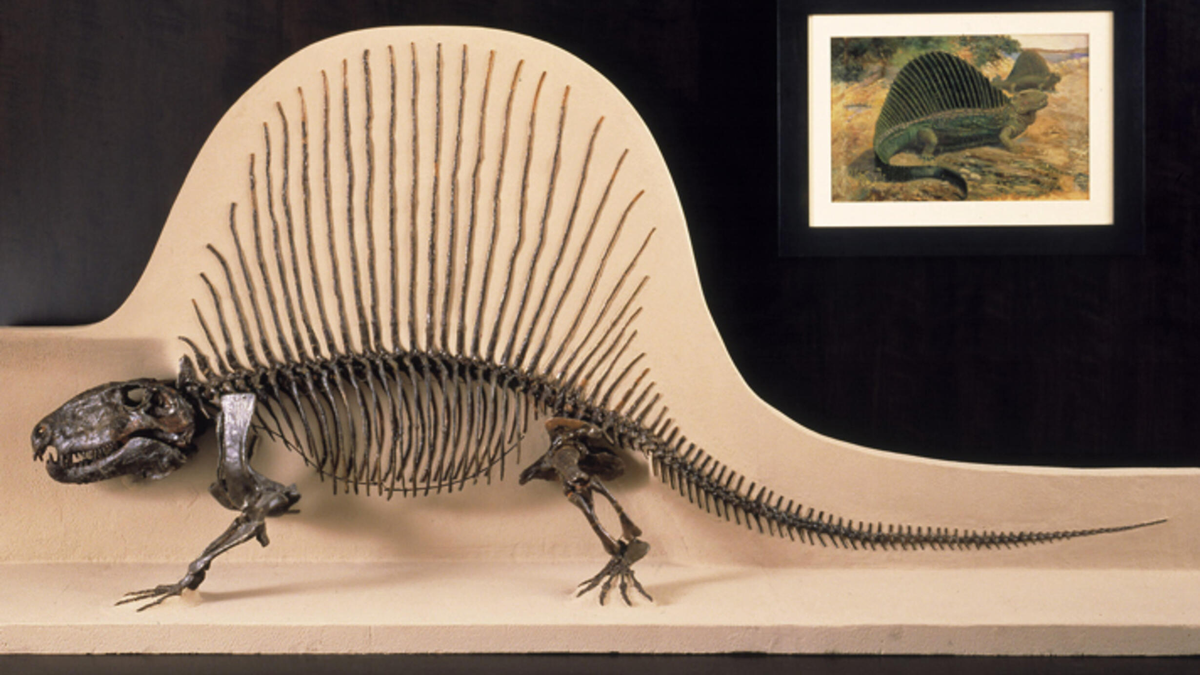Fossil skeleton of a dimetrodon with its high arch of long thin spines along its vertebrae.