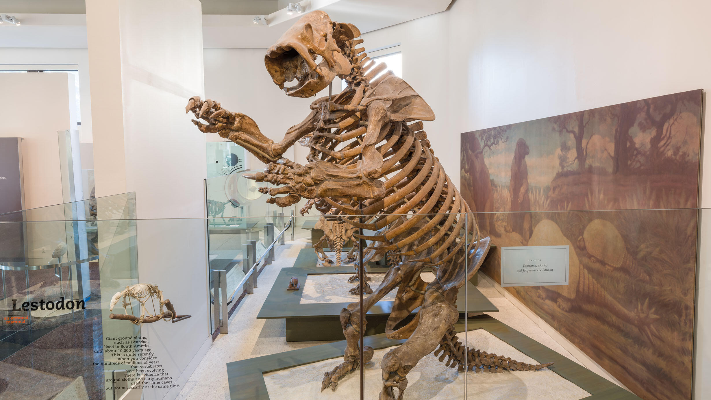 Lestodon fossil mount on display in the Hall of Primitive Mammals. 
