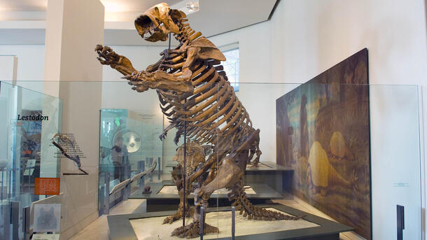Lestodon fossil mount on display in the Hall of Primitive Mammals. 
