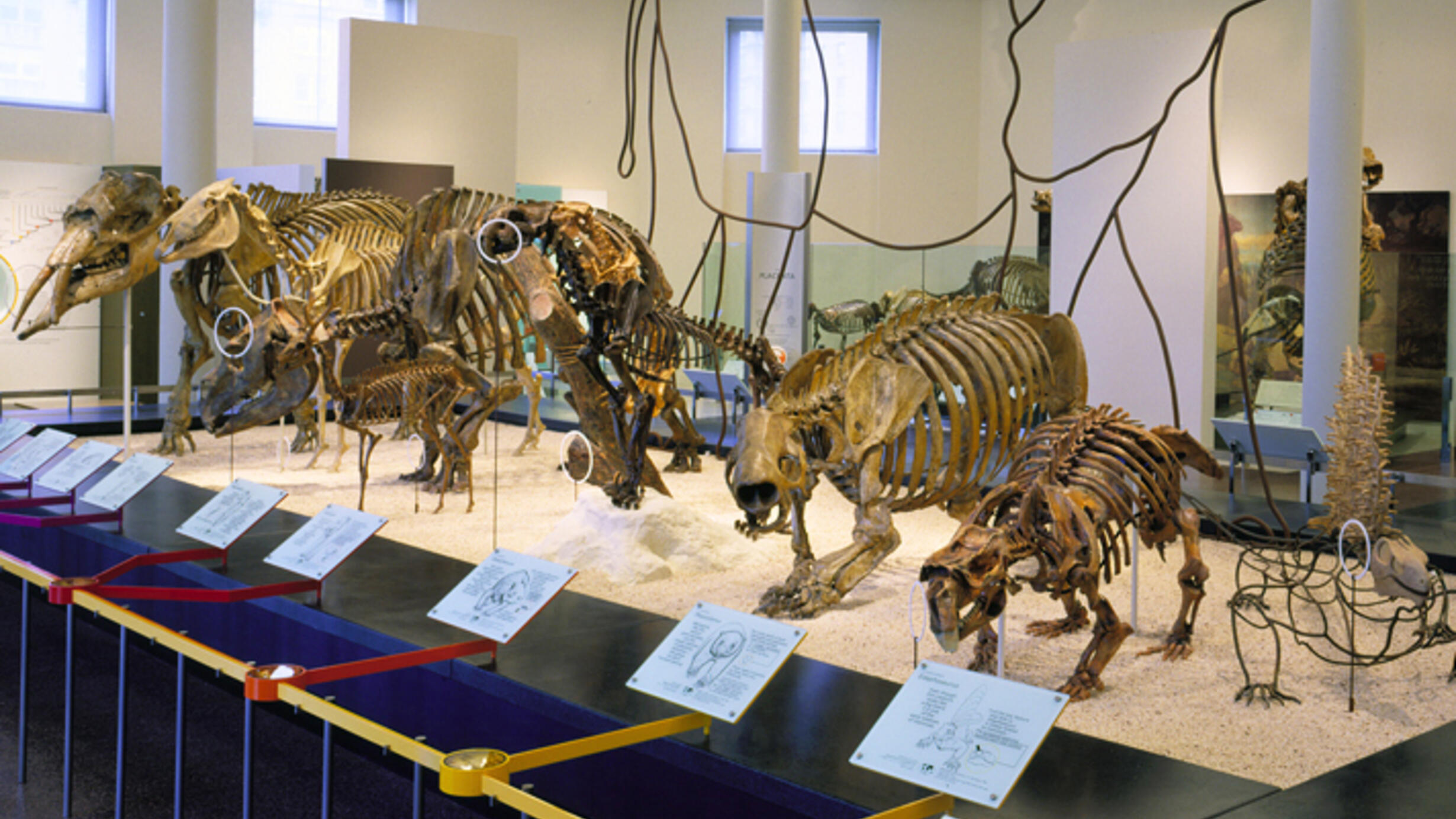 An exhibition platform containing fossil skeletons of approximately eight quadrupedal animals.