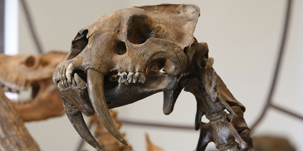 Beloved Saber-Toothed Cat At The Denver Museum Of Nature