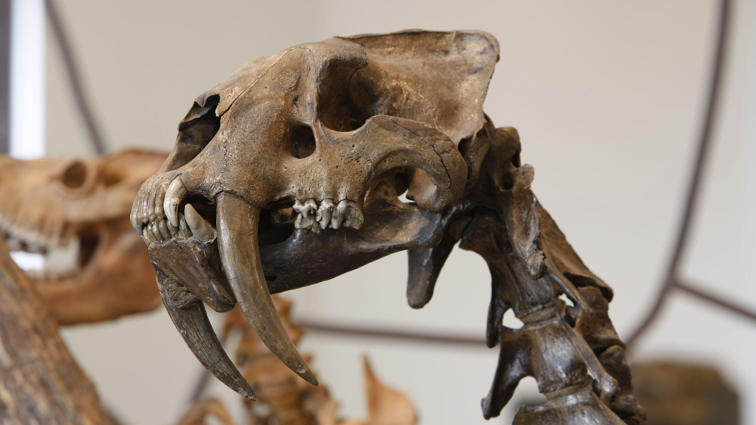 Closeup of the fossil mount of the saber-toothed cat, Smilodon, focuses on its extremely long canines.