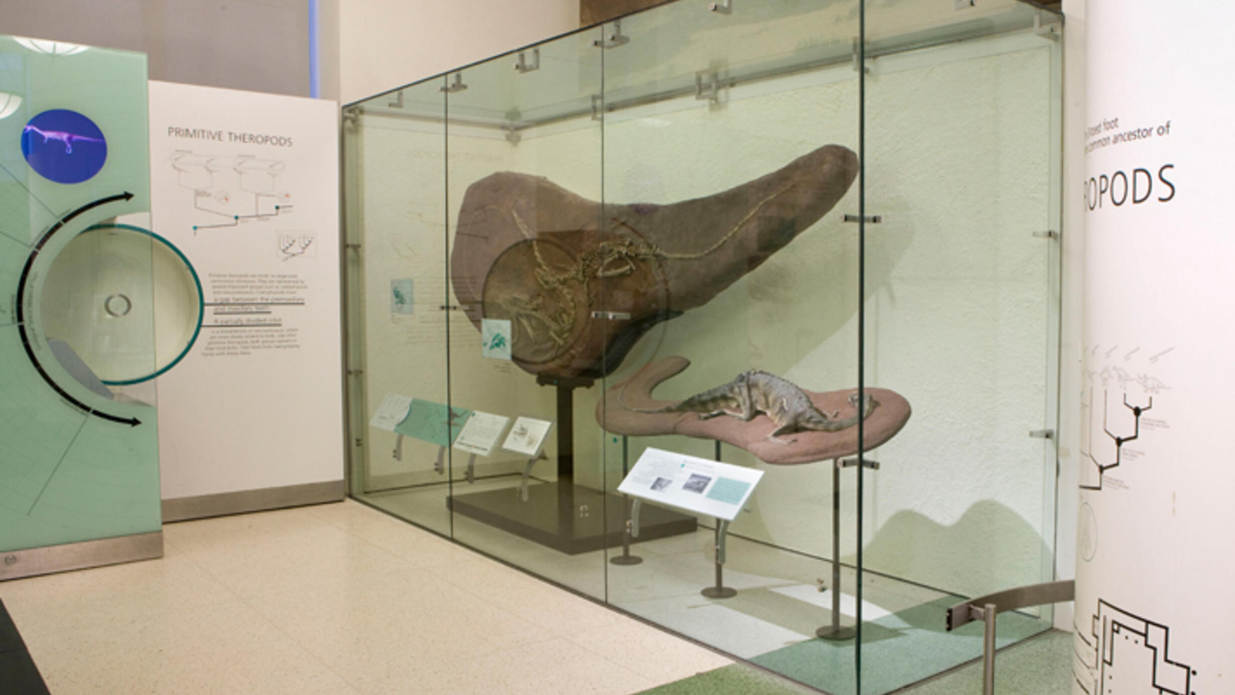 Within a glass case, a stone slab with several fossilized Coelophysis skeletons show it to have been a slender animal with a long neck and tail. A small model on a stone slab is shown nearby.