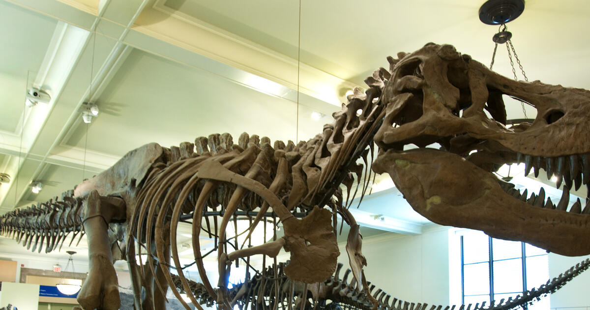 Tyrannosaurus rex Fossil American Museum of Natural History