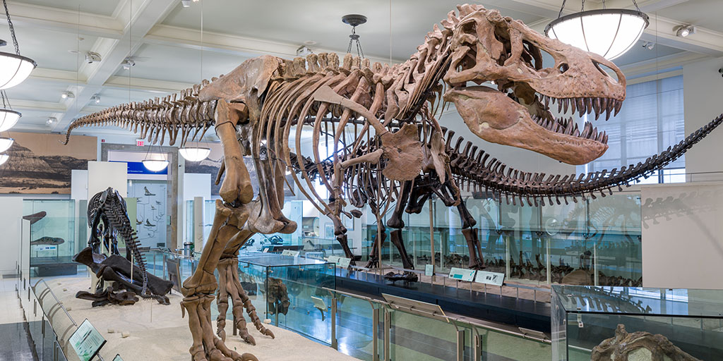 Dinosaur Fossil History
