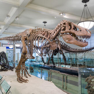 Tyrannosaurus Rex fossil mount on display in the Museum's Hall of Saurischian Dinosaurs.