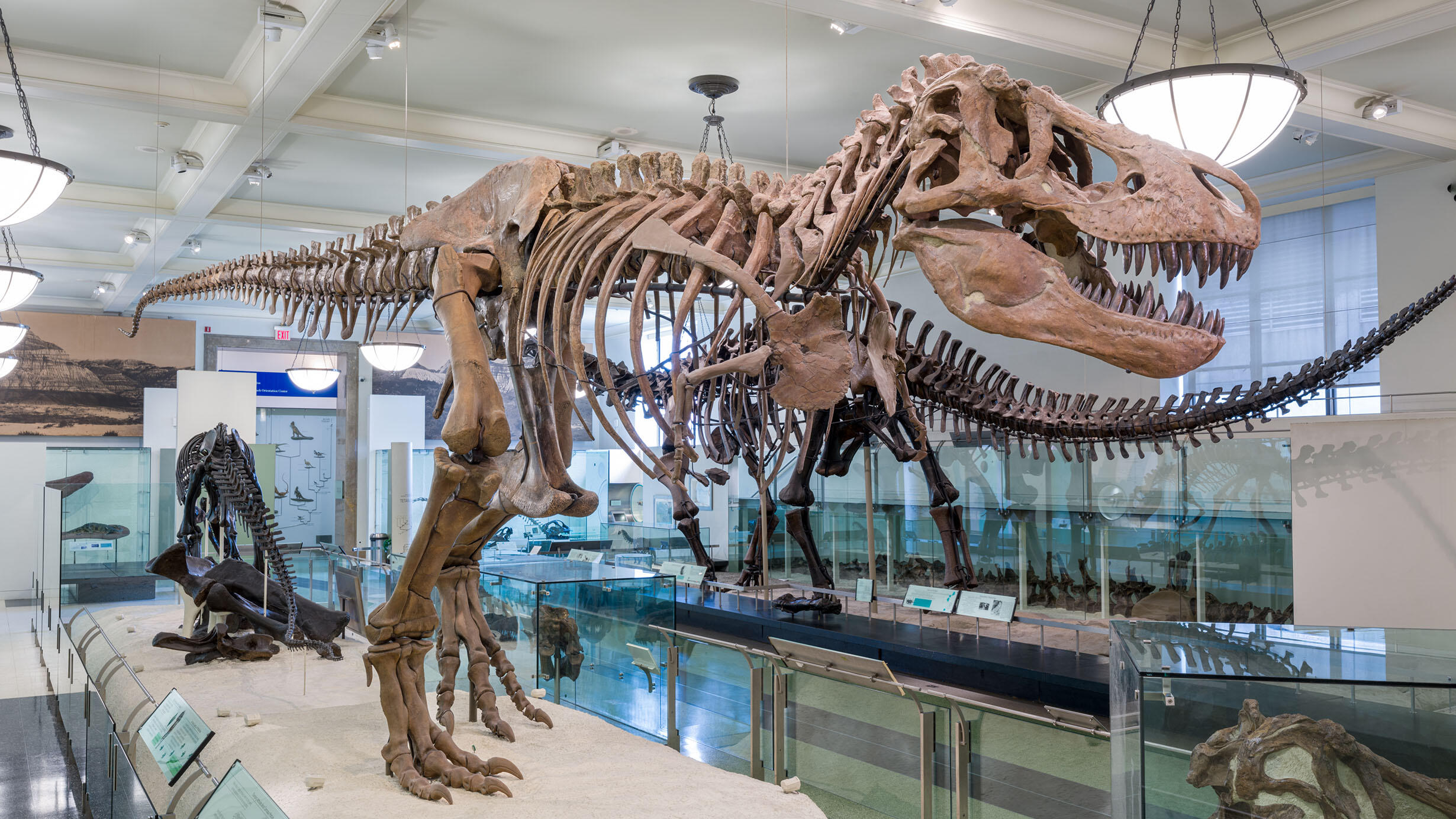 Tyrannosaurus Rex fossil mount on display in the Museum's Hall of Saurischian Dinosaurs.