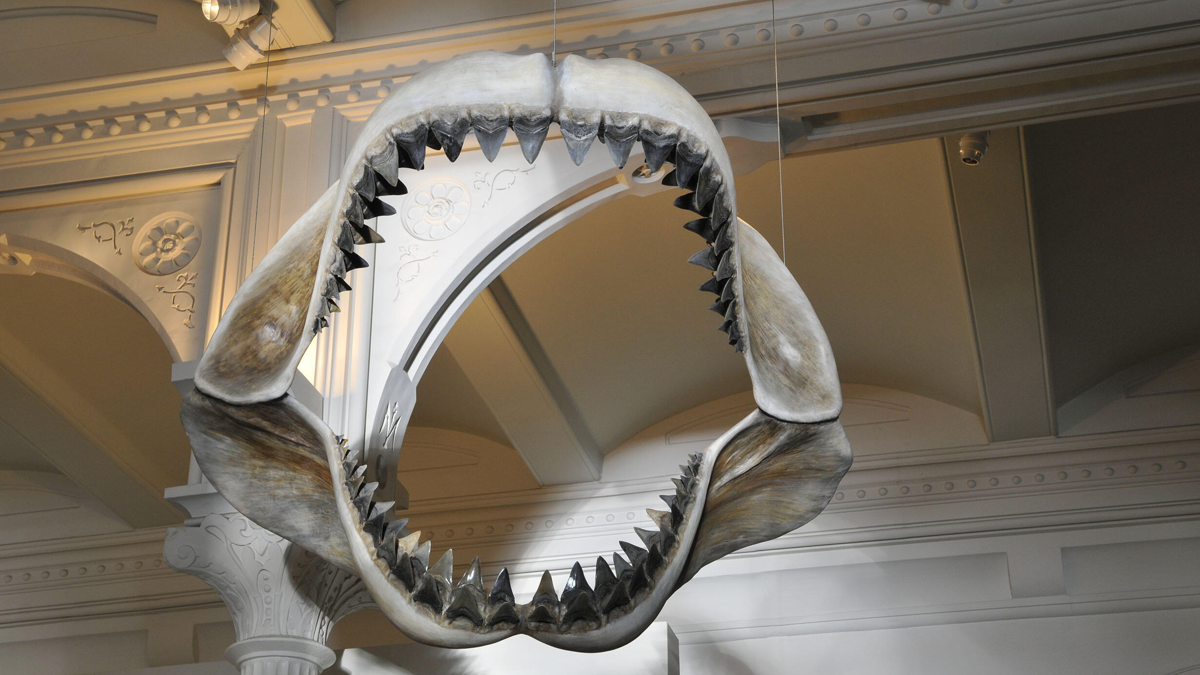 Fossilized mastodon teeth hanging from ceiling with sharp, triangular teeth.