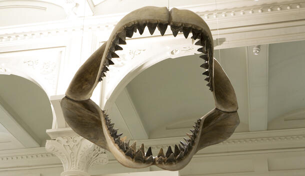 Megalodon fossil jaw is suspended from the ceiling in the Museum's Hall of Vertebrate Origins.