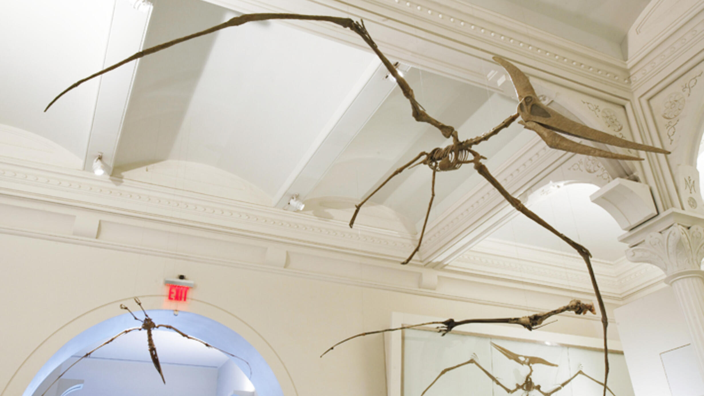 In the Museum’s Hall of Vertebrate Origins, a pterosaur skeleton is suspended from the ceiling.