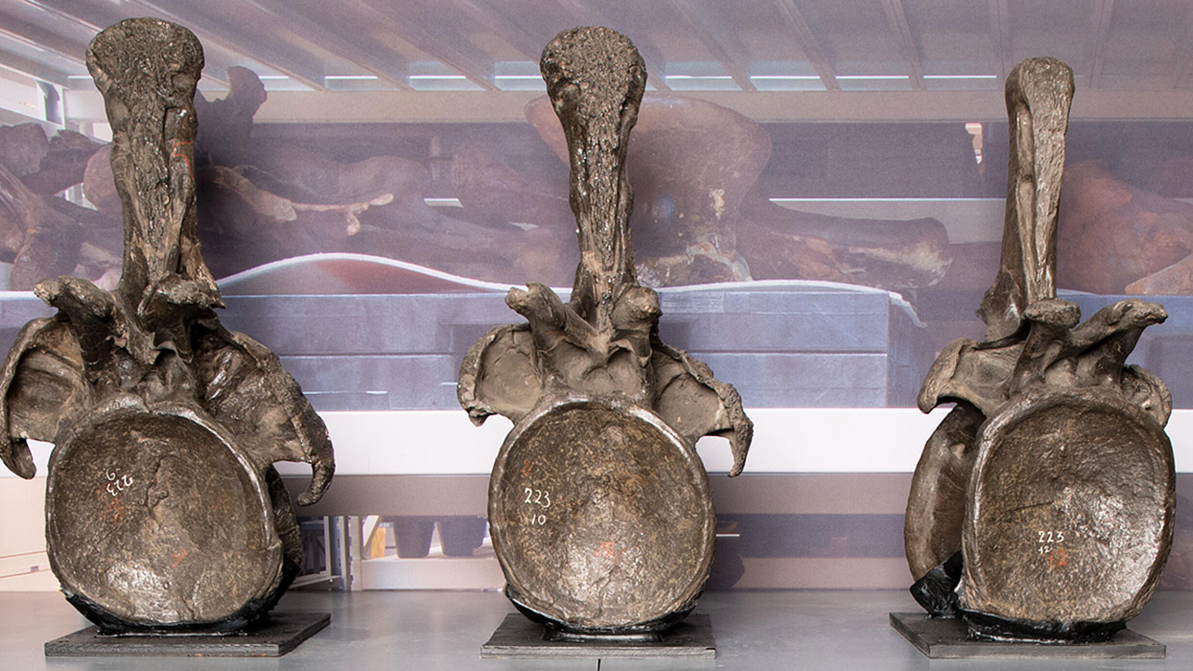 Three extremely large vertebrae are displayed side-by-side on a shelf against a printed backdrop depicting the Museum's actual bone storage shelves.