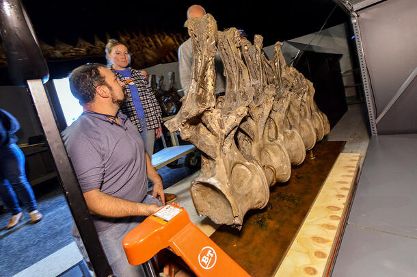 Three Museum staff members surround extremely large fossilized vertebrae and prepare to use a hydraulic life to move them onto a display shelf.