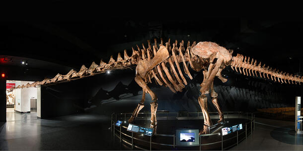 Panoramic view of the entire length of the 122-foot-long Titanosaur cast skeleton, sitting in an empty, darkened hall.