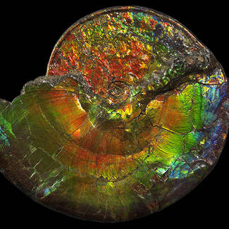Rainbow-colored ammonite specimen.