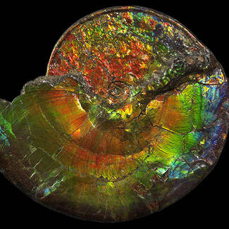 Rainbow-colored ammonite specimen.