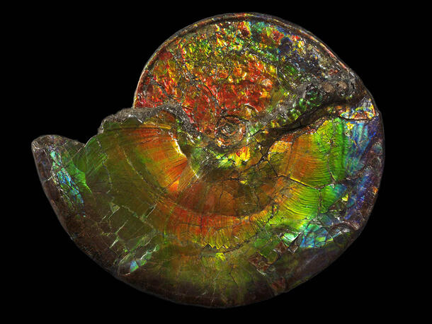 Rainbow-colored ammonite specimen.