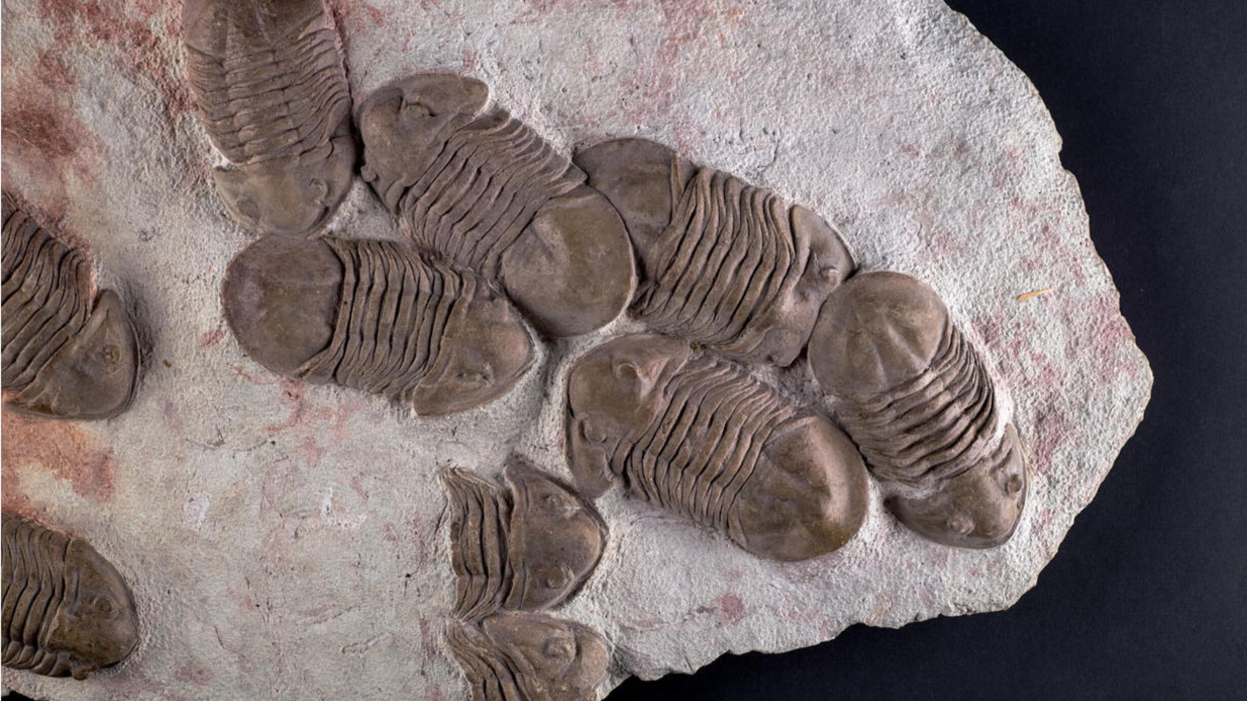 Several trilobite fossils.