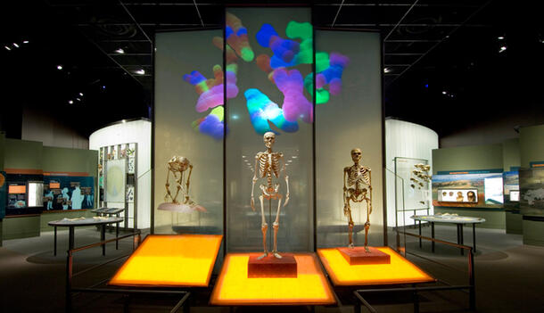 Hall of Human Origins