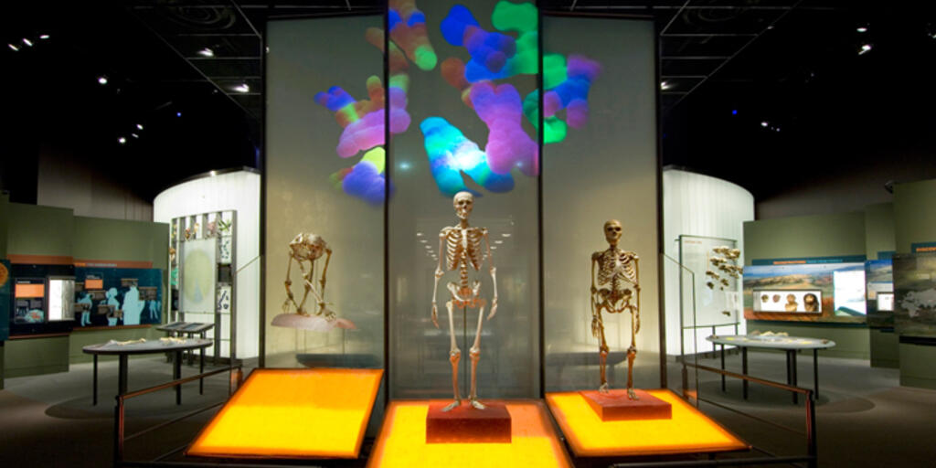 Virtual Field Trip: Bernard Hall of North American Mammals | AMNH