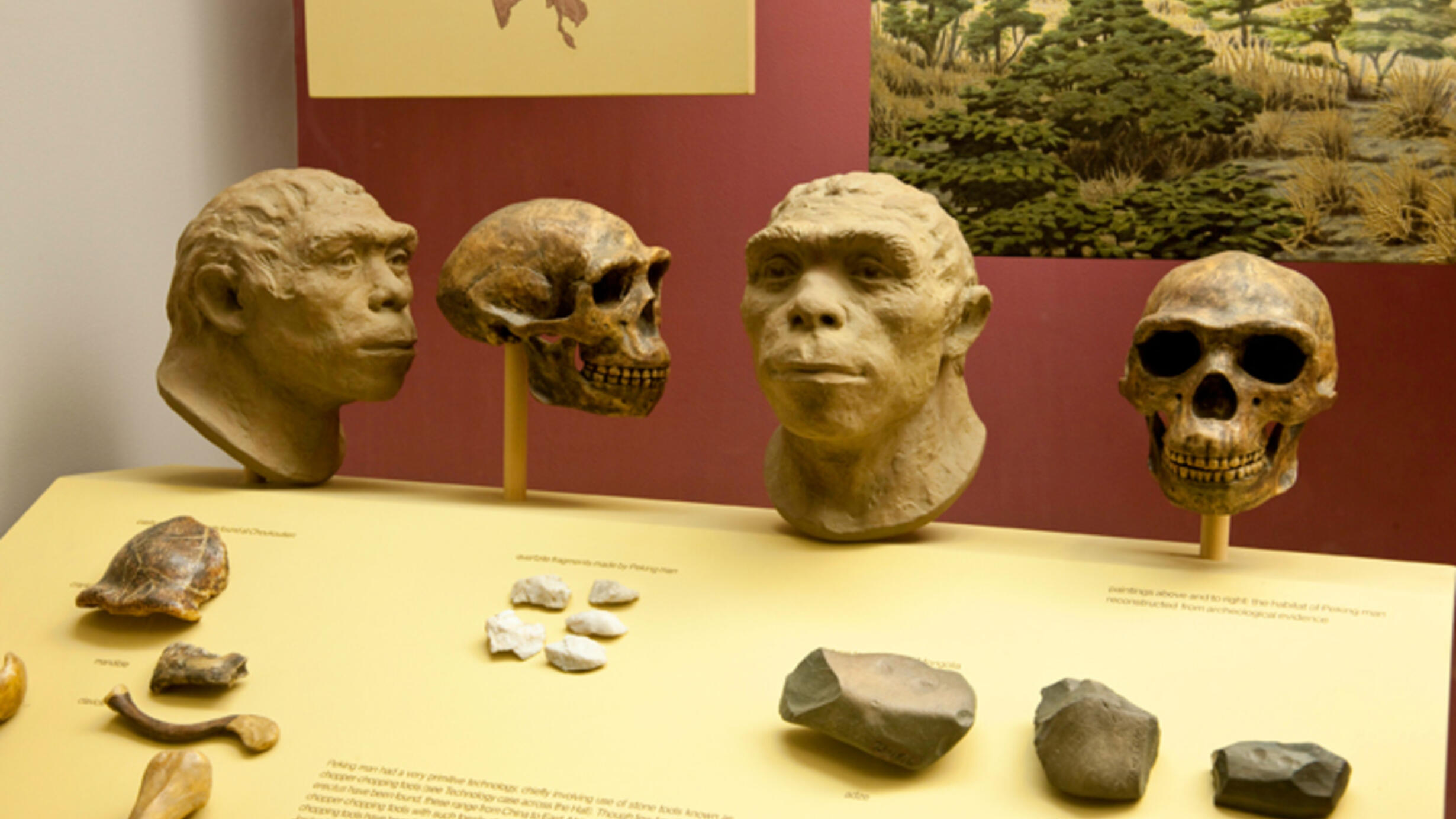 In an exhibition case, several small stone tools, two hominid skulls, and two hominid facial reproductions.
