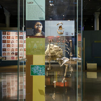 Display case holding the skeleton of Lucy, a 2-4 million year old hominid, with exhibit text.
