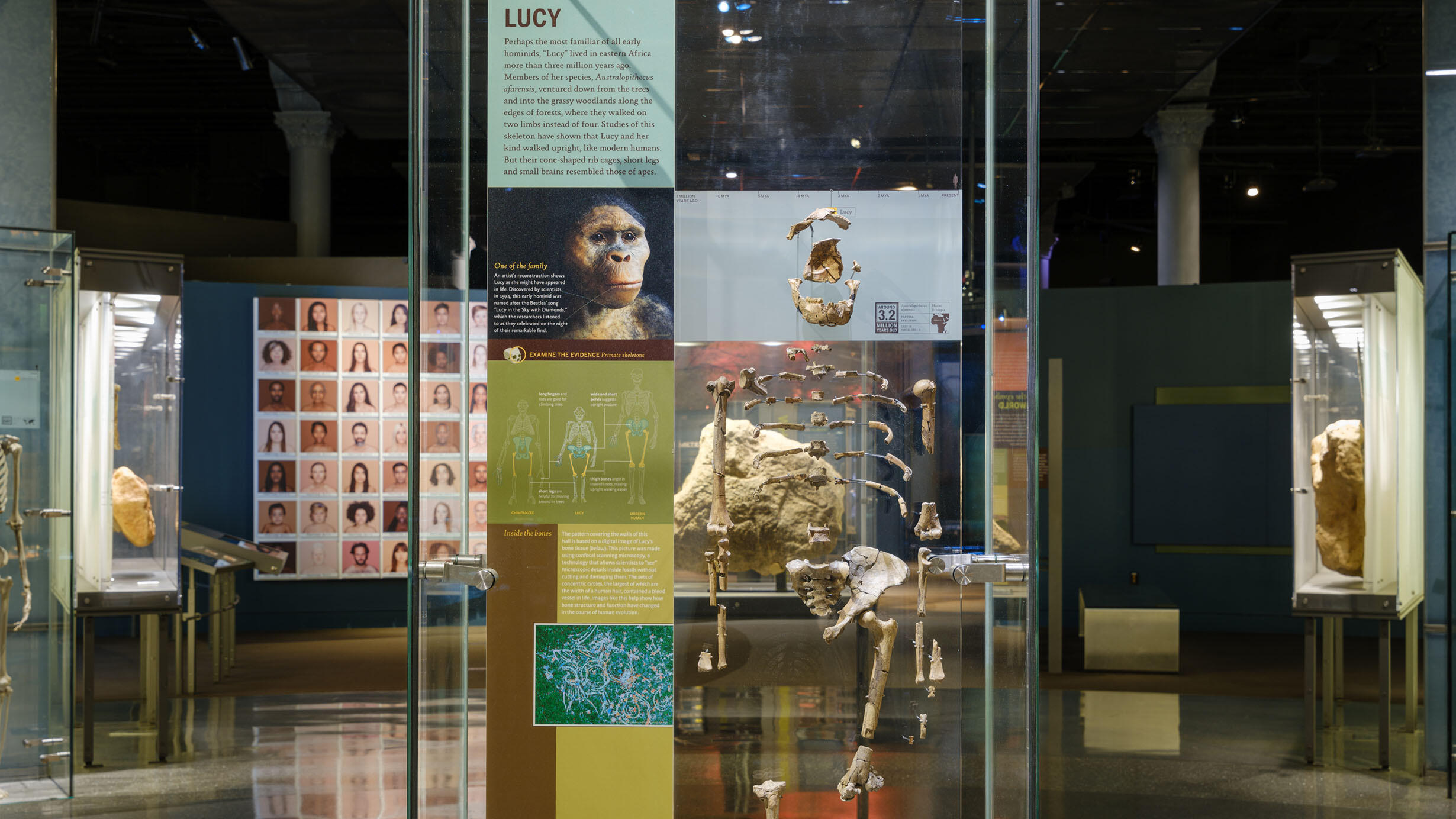 Display case holding the skeleton of Lucy, a 2-4 million year old hominid, with exhibit text.