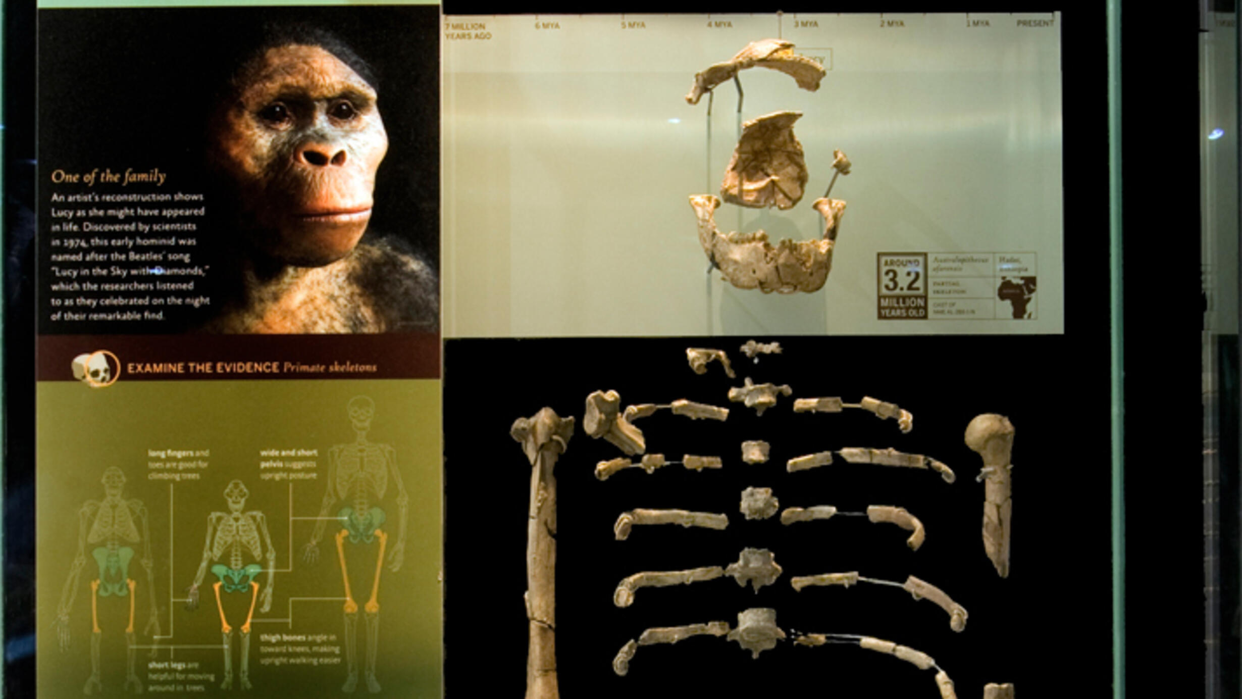 A display case with a partial skeleton, a small sketch of three skeletons, and an artistic rendering including flesh and hair showing how this early hominid may have appeared.