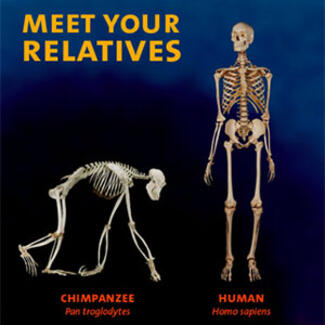 Illustration of skeletons for chimpanzee and human, text reads Meet Your Relatives.