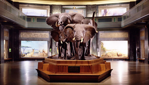 The elephants in the Museum's Akeley Hall of African Mammals.