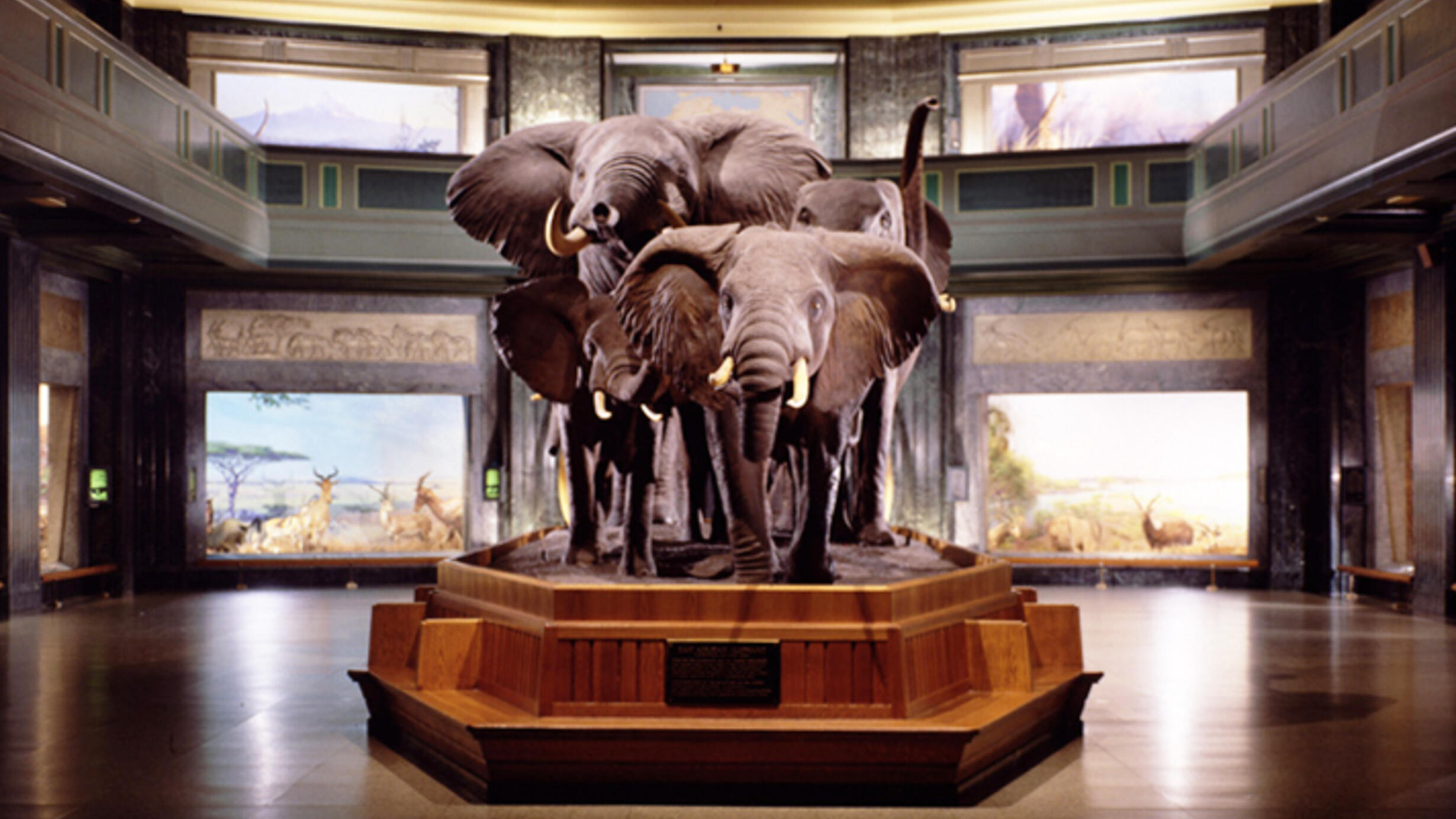 The elephants in the Museum's Akeley Hall of African Mammals.