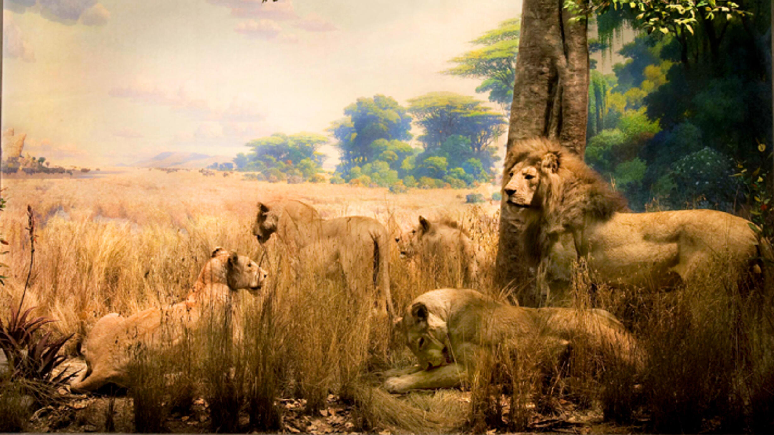 The diorama of African lions show a pride of one male standing beside a tree, with four females nearby in tall dry grass.