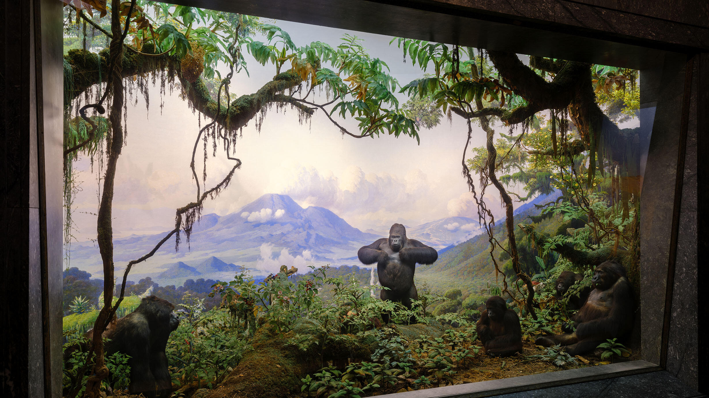 Diorama featuring four gorillas with one standing in the center pounding its chest, in the Hall of African Mammals. 