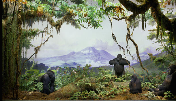 A diorama of African gorillas shows several adults and one juvenile in a jungle setting with a mountain in the background.
